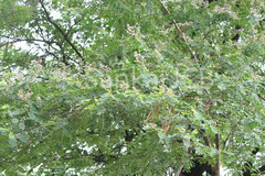 Dalbergia paniculata